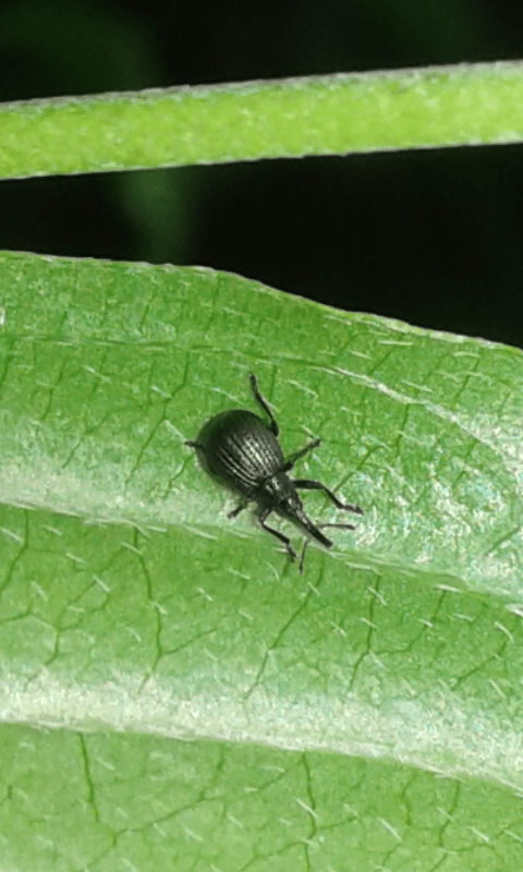 Apionidae: Holotrichapion aethiops